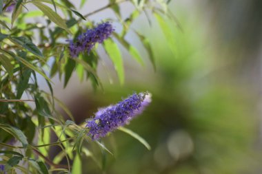 Kıbrıs'ta güzel yaz egzotik çiçek