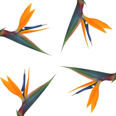  Güzel yaz egzotik izole çiçek