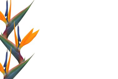 Güzel yaz egzotik izole çiçek