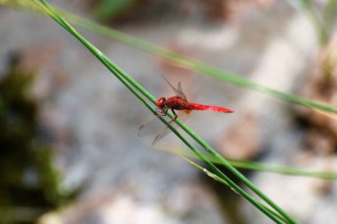 Bahçede kırmızı yusufçuk
