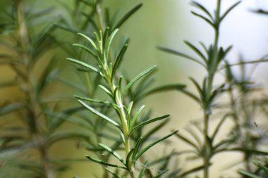  Bahçede güzel biberiye yaprakları