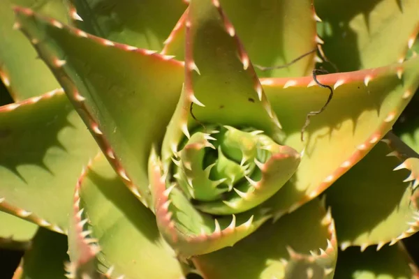 Kunst Cactus Silhouet Witte Achtergrond — Stockfoto