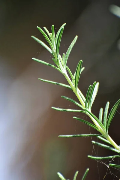 Schöne Rosmarinblätter Garten — Stockfoto