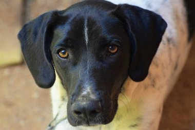 Kahverengi gözlü sevimli siyah başlı köpek 