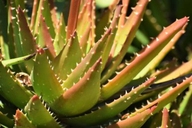 Bahçede güzel aloe vera