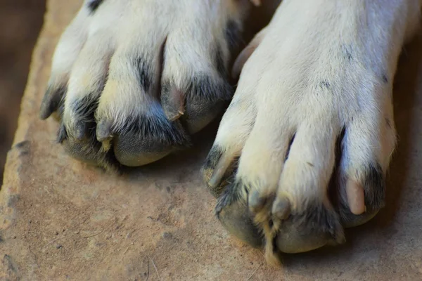 Cute dog white paws background