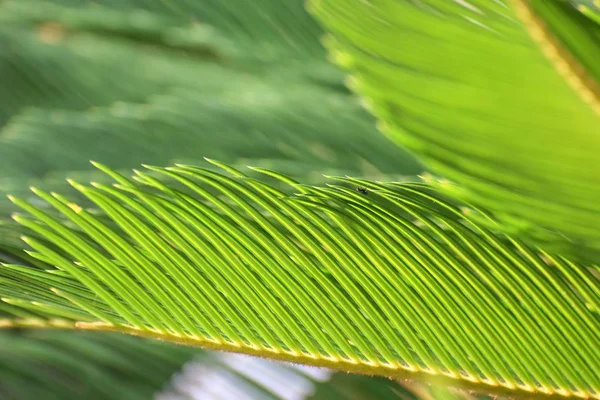 Beautiful Natural Green Fresh Leafs — Stock Photo, Image