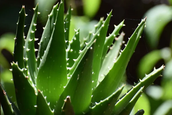 Beautiful Aloe Vera Garden — Stock Photo, Image