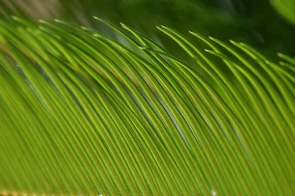 Красиві Натуральні Зелені Свіжі Листя — стокове фото