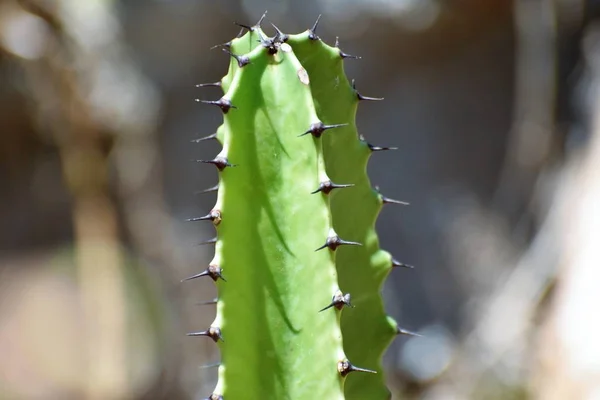 Hermoso Cactus Jardín — Foto de Stock