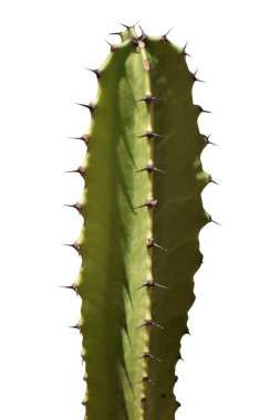 Güzel renkli modern tasarım kaktüs