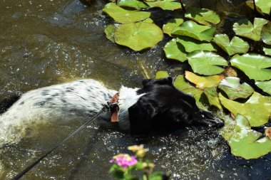 Havuzda yüzen köpek