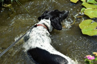 Havuzda yüzen köpek