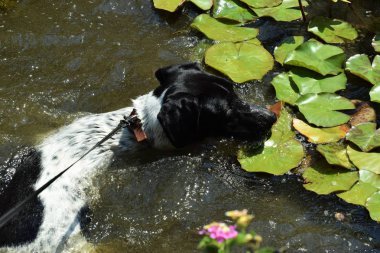 Havuzda yüzen köpek