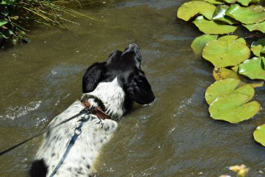 Havuzda yüzen köpek