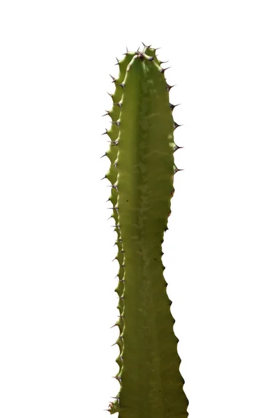 Vacker Färgglad Modern Design Kaktus — Stockfoto