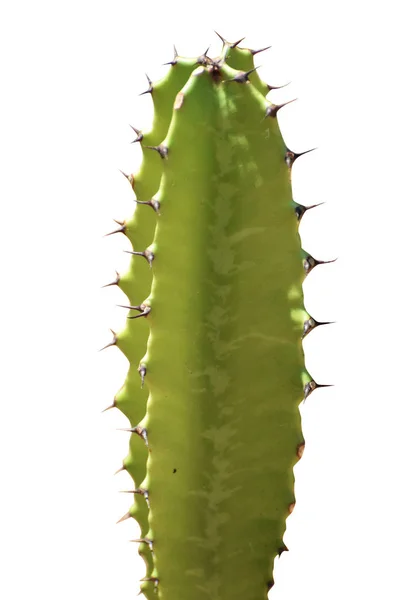 Bellissimo Cactus Dal Design Moderno Colorato — Foto Stock