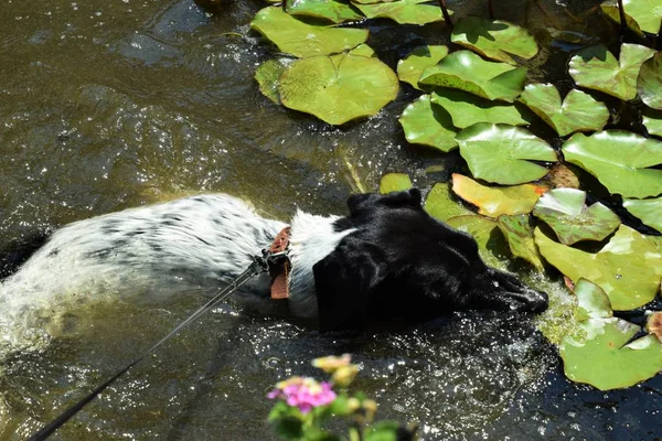 Havuzda yüzen köpek