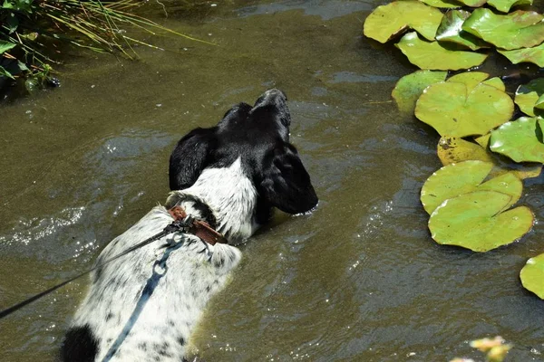 Havuzda yüzen köpek