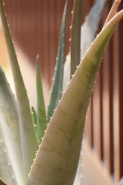 Aloe Vera Planta Jardim — Fotografia de Stock