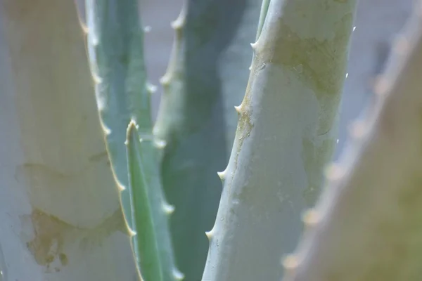 庭のアロエベラ植物 — ストック写真