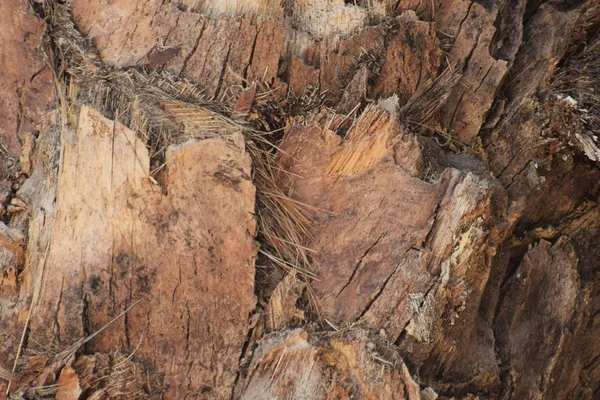 Palmiye Ağacı Kabuğu Arka Plan Dokusu — Stok fotoğraf