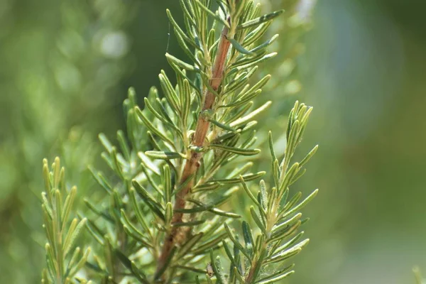 Herbe Romarin Dans Jardin — Photo