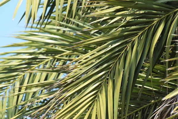 Прекрасна Зелена Пальма Листя Фону — стокове фото