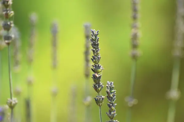 Belle Fleur Lavande Dans Jardin — Photo