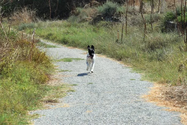 Vild Hund Som Springer Skogen — Stockfoto