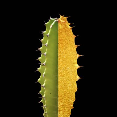 Siyah arka planda sanat altın kaktüs silüeti