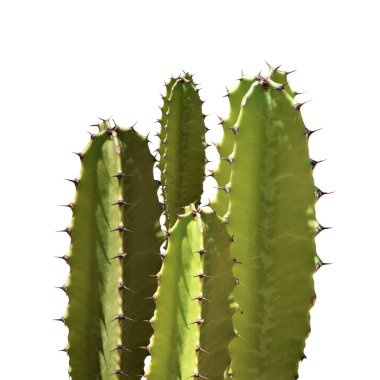 Beyaz arka planda kaktüs silüeti