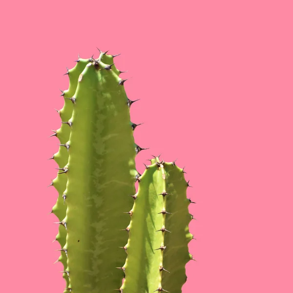 Cactus Silhouette Pink Background — Stock Photo, Image