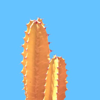 Mavi arka planda sanat altın kaktüs silüeti