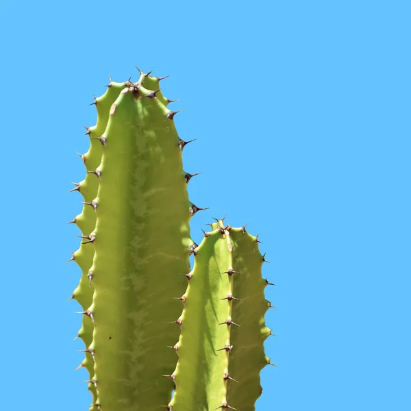 Hermoso Cactus Diseño Moderno Colorido — Foto de Stock