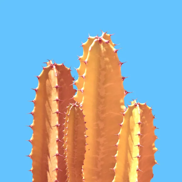 Art Golden Cactus Silhouette Blue Background — Stock Photo, Image