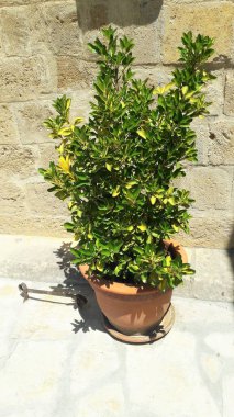 Tencerede güzel bitki Kıbrıs