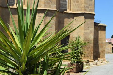 Tencerede güzel bitki Kıbrıs