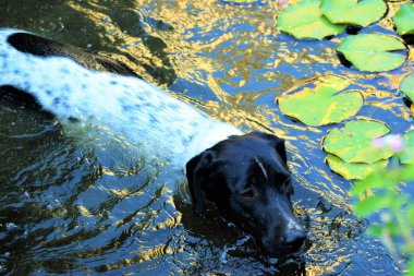 Havuzda yüzen köpek