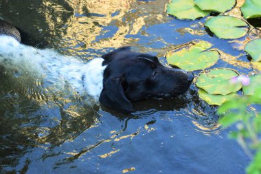 Havuzda yüzen köpek