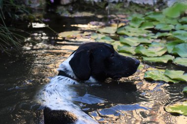 Havuzda yüzen köpek