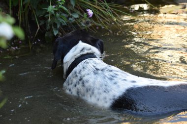 Havuzda yüzen köpek