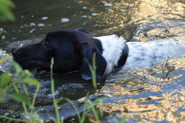 Havuzda yüzen köpek