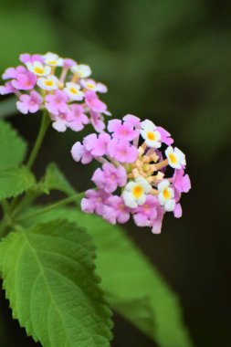 Güzel lantana çeşitleri akdeniz çiçekleri