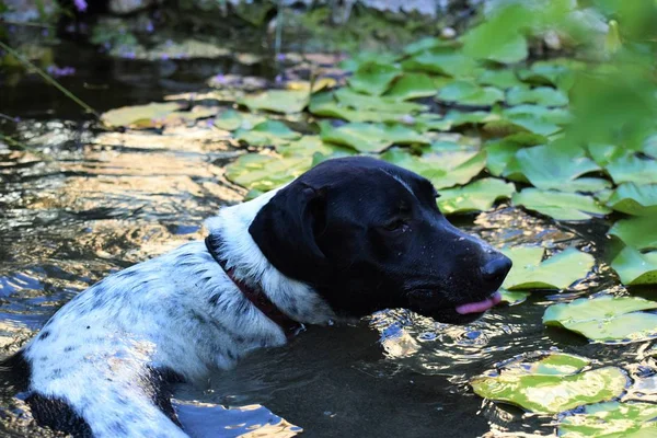 Zwem Hond Vijver — Stockfoto