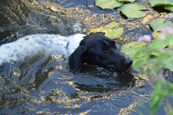 Zwem Hond Vijver — Stockfoto