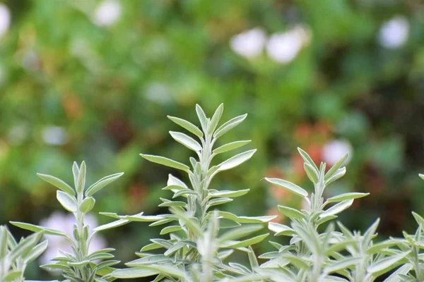 Salvia Divinorum Beautiful Herb Plant — Stock Photo, Image