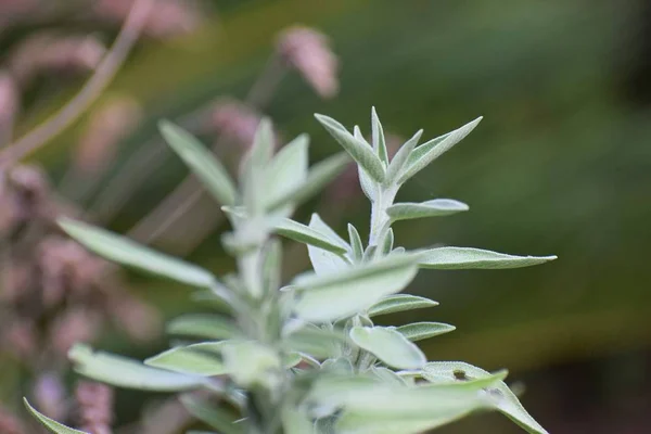 살비아 Divinorum 아름다운 — 스톡 사진