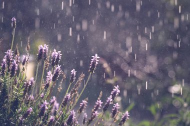 Bahçede güzel yaz lavadula