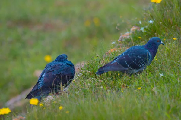 Uccelli Selvatici Seduti Sull Erba — Foto Stock